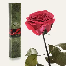 Довгосвіжа троянда в Florich РОЖОВИЙ КОРАЛ (5 карат на короткому стеблі)