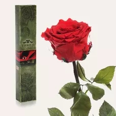 Довгосвіжа троянда в Florich АЛИЙ РУБІН (5 карат на короткому стеблі)