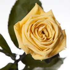 Довгосвіжа троянда - Жовтий топаз (5 карат на короткому стеблі) від 5 штук.
