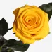 Довгосвіжа троянда в Florich СОНЯЧНИЙ ЦИТРИН (5 карат на короткому стеблі)