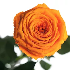 Довгосвіжа троянда - помаранчевий цитрин (7 карат на середньому стеблі) від 5 штук.