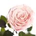 Довгосвіжа троянда в Florich РОЖОВІ ПЕРЛИ (5 карат на короткому стеблі)