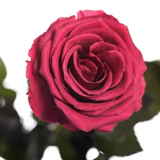 Три долгосвежих розы в Florich РОЗОВЫЙ КОРАЛЛ (7 карат на среднем стебле)