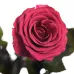 Довгосвіжа троянда в Florich РОЖОВИЙ КОРАЛ (5 карат на короткому стеблі)