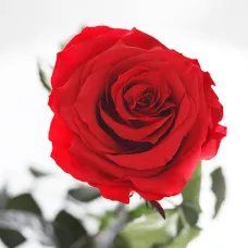 Довгосвіжа троянда - Червоний Рубін (5 карат на короткому стеблі) від 5 штук.