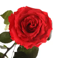 Довгосвіжа троянда - ЧЕРВОНИЙ РУБІН (5 карат на короткому стеблі) від 5 штук.