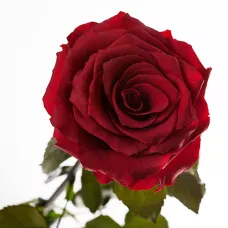 Довгосвіжа троянда – БАГРОВИЙ ГРАНАТ (7 карат на короткому стеблі) від 5 штук.